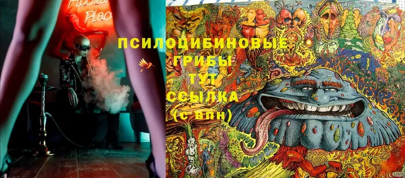 блэк спрут зеркало  Нытва  Псилоцибиновые грибы Cubensis  где найти  